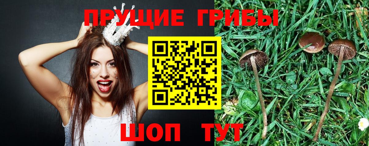 Псилоцибиновые грибы мухоморы Шебекино