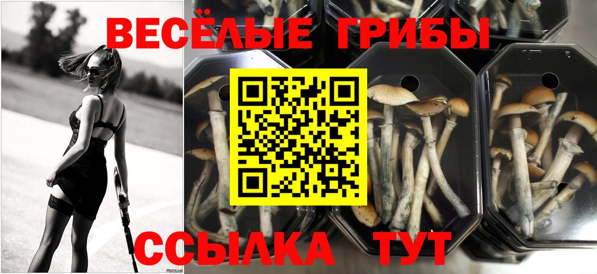 Псилоцибиновые грибы Magic Shrooms  Вход с VPN  Шебекино  Псилоцибиновые грибы мицелий 